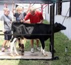 Torri Criswell, Brock Crowe and Corbin Yoh work on shaving the "fuzzies" off their Holstein calf Wednesday morning in preparation for the Allen County Fair Dairy Show that afternoon. Criswell said you want to make the calf look as clean as possible for the judges. (Photo by Wes Young of The News-Sentinel)