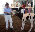 One contestant at the Allen County Fair Dairy Show Wednesday has some trouble persuading his Holstein calf to move. (Photo by Wes Young of The News-Sentinel)