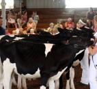 Judge Bruce Gengrich explains his verdict to contestants Wednesday in the Allen County Fair Dairy Show. (Photo by Wes Young of The News-Sentinel)