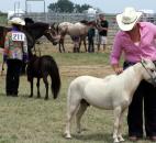 Chloe Buchanan grooms her miniature horse, Louie, before showing him in the 4-H Horse Showmanship contest at the Allen County Fair Wednesday. Buchanan said that judges want miniature horses to "look like big horses sized down" in their proportions. (Photo by Wes Young of The News-Sentinel)