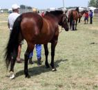 Horses wait in line to be inspected at the Allen County Fair Horse Show. (Photo by Wes Young of The News-Sentinel)