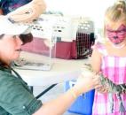 A girl with her face painted holds a baby alligator Thursday at the Allen County Fair Indiana Wild Animal Show. Beth Wood of the nonprofit Indiana Wild said her show creates a connection between kids and animals that spreads understanding of wildlife conservation in an age-appropriate way. (Photo by Wes Young of The News-Sentinel)