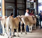 Cows wait in line to be shown in the Class 1 Ayrshire division Thursday at the Allen County Fair 4-H Dairy Beef Show. Steve Clark of the 4-H Dairy Beef Executive Committee said calves of this class are called "feeders" because they still have some growing to do before they can be sold as beef. (Photo by Wes Young of The News-Sentinel)