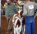 David Kuhn, 16, shows his Class 1 Ayrshire Grand Champion calf to judge Mike Lorie Thursday at the Allen County Fair. Steve Clark of the 4-H Dairy Beef Executive Committee said calves of this class are called "feeders" because they still have some growing to do before they can be sold. (Photo by Wes Young of The News-Sentinel)