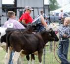 Ezra Friesner, Noah Berning and Garret Ternet wait to show their cows at the Allen County Fair 4-H Dairy Beef Show Thursday. Around 100 cows were shown at the event. (Photo by Wes Young of The News-Sentinel)