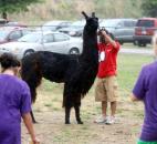 Kids of the Llama Lovers Club take notes for the Allen County Fair 4-H Llama Judging Contest. The students judged while the club leaders performed a halter show for this event. Llama Lovers Club chairman Rita Simmons said the show helped the kids put themselves "in the judge’s shoes" and see what a judge would be looking for. (Photo by Wes Young of The News-Sentinel)