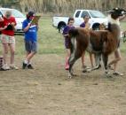 Kids of the Llama Lovers Club take notes for the Allen County Fair 4-H Llama Judging Contest. The students judged while the club leaders performed a halter show for this even. Llama Lovers Club chairman Rita Simmons said the show helped the kids put themselves "in the judge’s shoes" and see what a judge would be looking for. (Photo by Wes Young of The News-Sentinel)