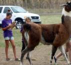 Kids of the Llama Lovers Club take notes for the Allen County Fair 4-H Llama Judging Contest. The students judged while the club leaders performed a halter show for this even. Llama Lovers Club chairman Rita Simmons said the show helped the kids put themselves "in the judge’s shoes" and see what a judge would be looking for. (Photo by Wes Young of The News-Sentinel)