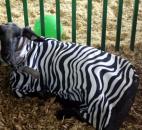 Many sheep at the Allen County Fair on Thursday wore coverings to keep them clean before they were shown that night. Some of them had animal print coverings. (Photo by Wes Young of The News-Sentinel)