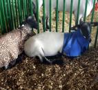 Many sheep at the Allen County Fair Thursday wore coverings to keep them clean before they were shown that night. Some of them had animal print coverings. (Photo by Wes Young of The News-Sentinel)