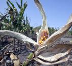 Drought-damaged corn is seen in a field near Nickerson, Neb., in August. The crops and farmers of the nation's heartland were devastated by the nation's worst drought in decades. Photo by The Associated Press