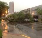 A tree fell across Wayne Street. (Photo by Jon Swerens)
