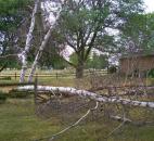Birch tree downed near Zanesville. (Photo by Beverly Hart)
