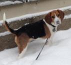 A beagle is walked by it's owner during the snowstorm Wednesday in Fort Wayne. (Photo by Lisa Esquivel Long of The News-Sentinel)