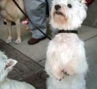 2014 Three Rivers Festival