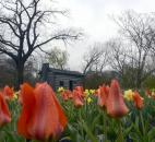 April 28, tulips at Foster Park were almost ready to bloom. April showers will no doubt lead to May flowers. (Photo by Ellie Bogue of The News-Sentinel.com).