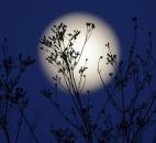 A supermoon rises Saturday behind roadside plants growing in Prattville, Ala. A supermoon rises Saturday behind roadside plants growing in Prattville, Ala.