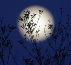 A supermoon rises Saturday behind roadside plants growing in Prattville, Ala.