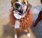 Napoleon "The Not-So Cowardly Lion" was dressed as a lion for Halloween thanks to a homemade costume from his grandma. Photo submitted by Mason Kirchubel. 