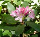 Maxicat rhododendron grows in the H.L. Blomquist Garden of Native Plants at the Sarah P. Duke Gardens in Durham, N.C.  (Photo by Lisa Esquivel Long of The News-Sentinel) 