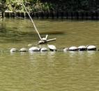 A row of turtles bathes in the sun in the Asiatic Arboretum at the Sarah P. Duke Gardens in Durham, N.C.  (Photo by Lisa Esquivel Long of The News-Sentinel) 