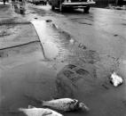 Massive flooding in the Summit City allowed these fish to swim down Spy Run Avenue. But as water was pumped from the area, allowing traffic to resume, the fish reached a dead end.