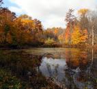Albert Baeuerle entered this fall foliage photo taken in October at the Southwest Allen County Schools' Environmental Center.