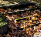 Catherine Dunmire entered this photo of leaves covering steps.